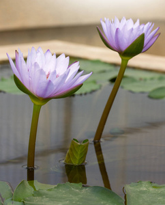 紫莲花在池塘中