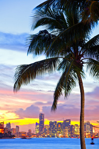 迈阿密市中心和港口日落全景图片