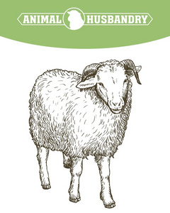 羊手工绘制的草图。畜牧业