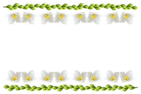 孤立的白色背景上的茉莉花的分支