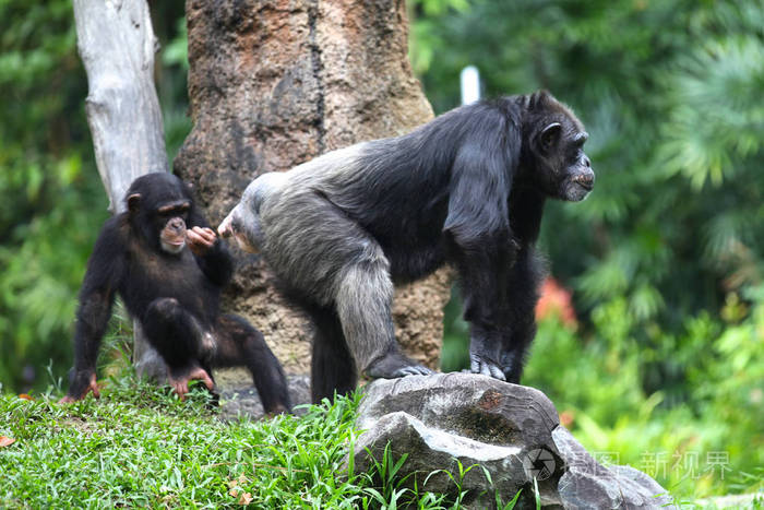 猴子正忙着家务，新加坡