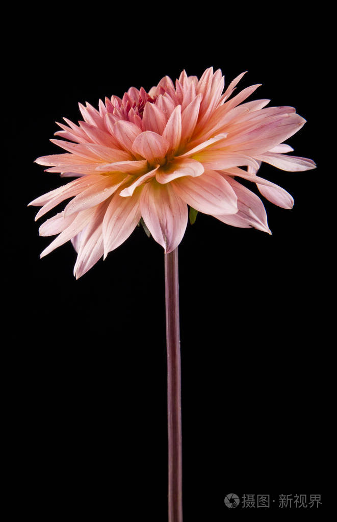 黑色背景上的花