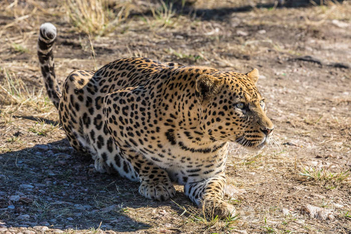 非洲斑点豹进食后休息.前往纳米比亚.异国情调与极端旅游的概念