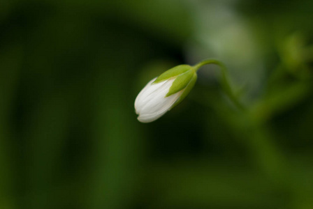 朵朵白草花特写