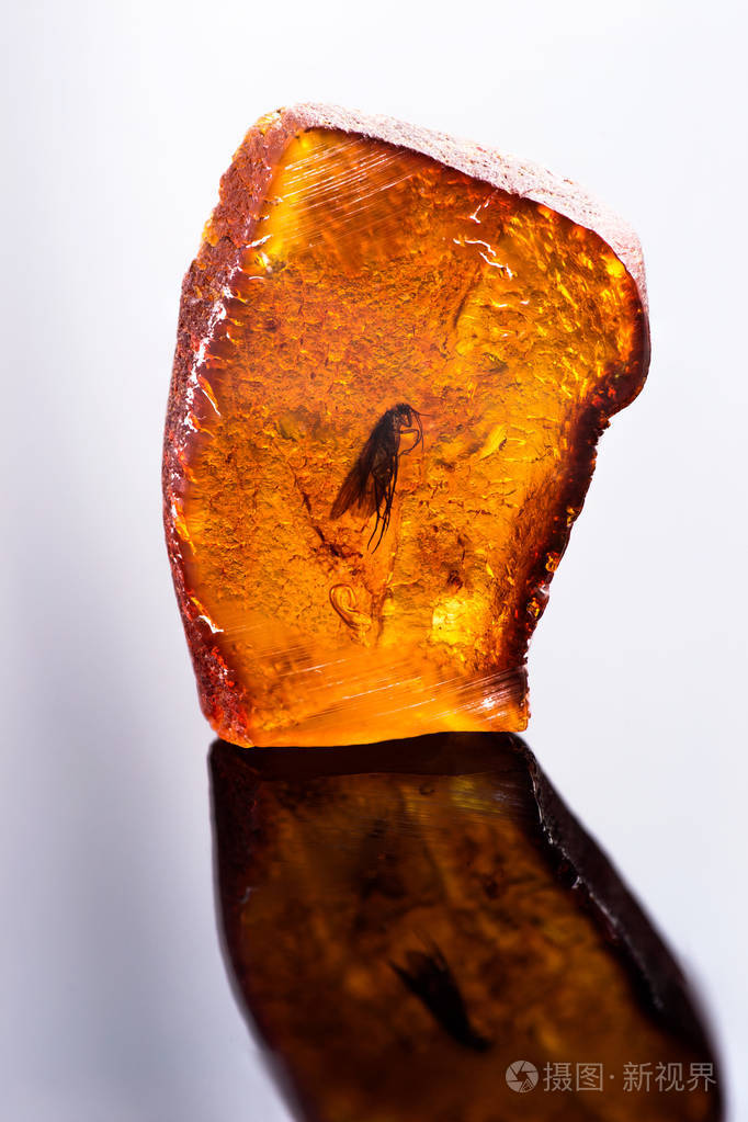 惊人的一块波罗的海琥珀与冰冻在它史前史前苍蝇.带反射的照片