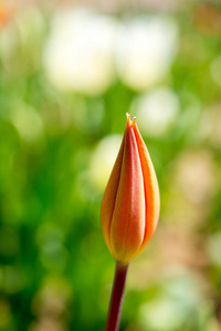 一个郁金香花开在春天的季节里