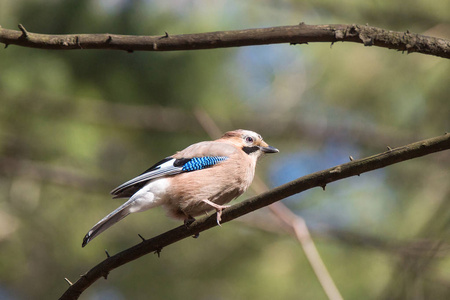 Garrulus glandarius 在树枝上