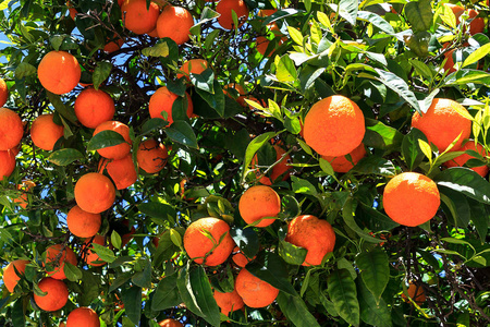 在树上的橘子