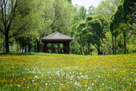 夏天, 空地, 花, 蒲公英, 木凉亭, 景观, 树木, 阳光