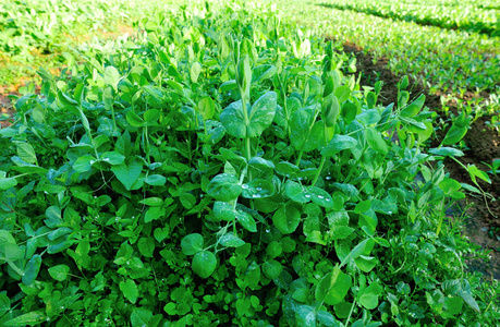 绿色豌豆作物在花园中的生长图片