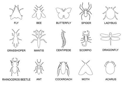 昆虫和害虫灭绝薄线艺术图标设置。在白色上隔离的线性样式符号