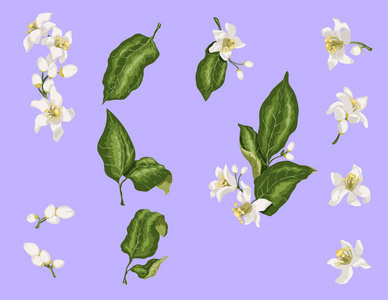 橙花和花瓣图片-橙花和花瓣素材-橙花和花瓣插画-摄图新视界