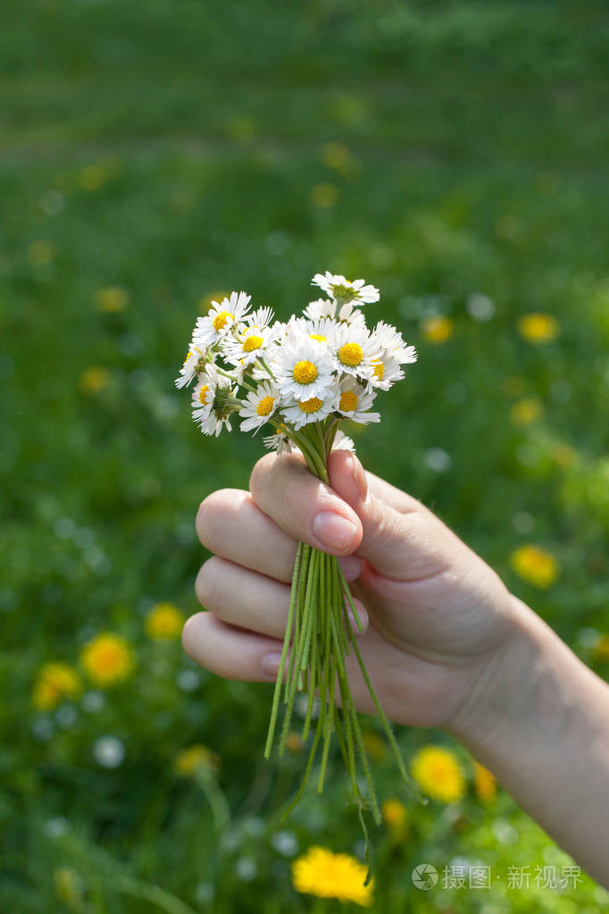 手捧着一束田野雏菊