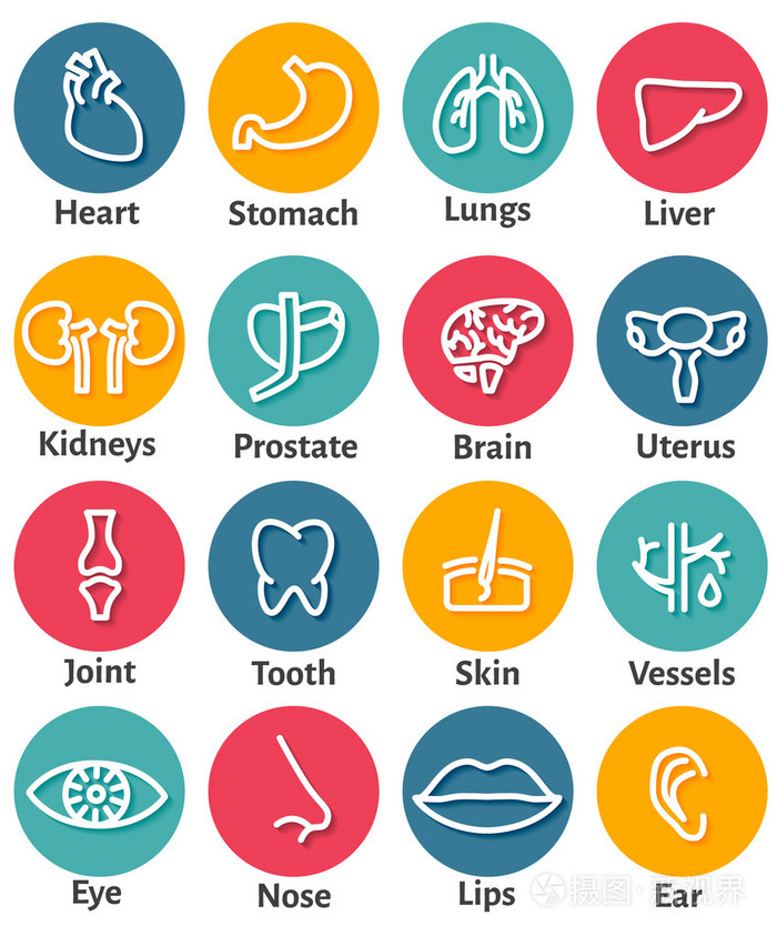 图标集的人体器官