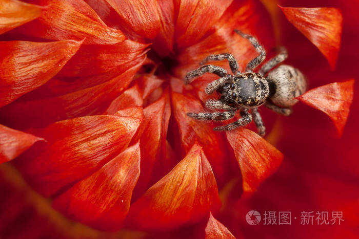 红色干花上跳蜘蛛