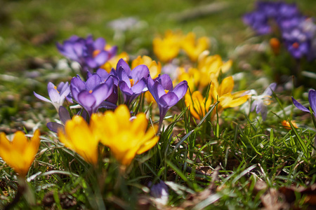 Crocusses 在春天慕尼黑巴伐利亚