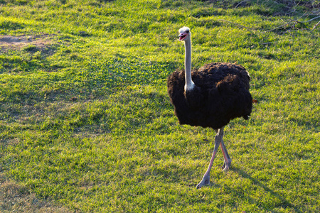 鸵鸟在动物园的自然环境中行走在草地上。