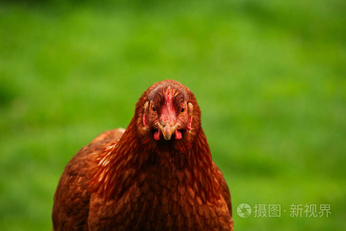红母鸡和绿草.免费鸡肉系列