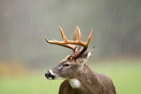 在雨中的白尾鹿巴克