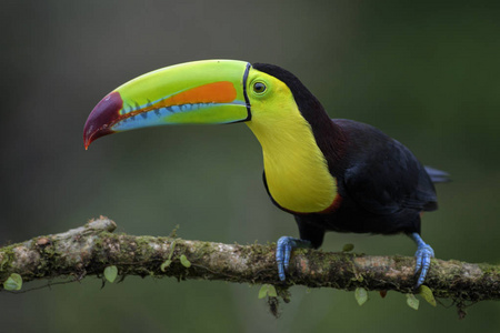 龙骨状巨嘴鸟Ramphastos sulfuratus, 大彩色巨嘴鸟从哥斯达黎加森林与非常有色的喙