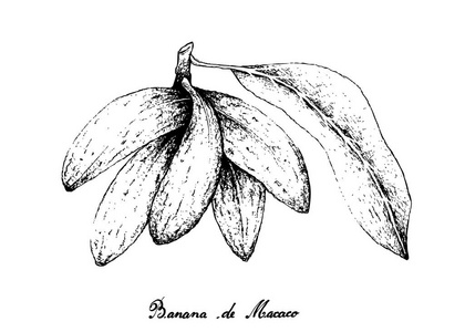 白色背景下香蕉 de Macaco 果的手画