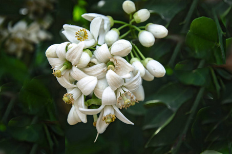 柑橘花的特写