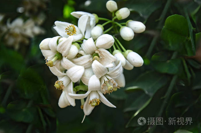 柑橘花的特写照片 正版商用图片0o84kv 摄图新视界 柑橘花的特写照片 正版商用图片0o84kv 摄图新视界
