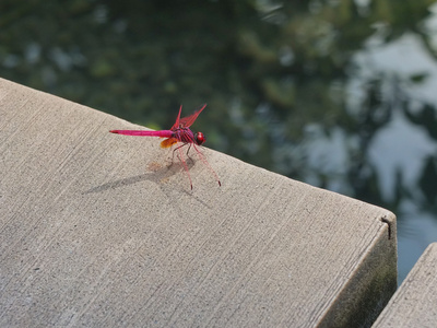 在混凝土路面上的红蜻蜓
