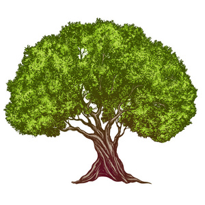 橄榄树矢量橄榄树手绘矢量插画写实素描色彩照片