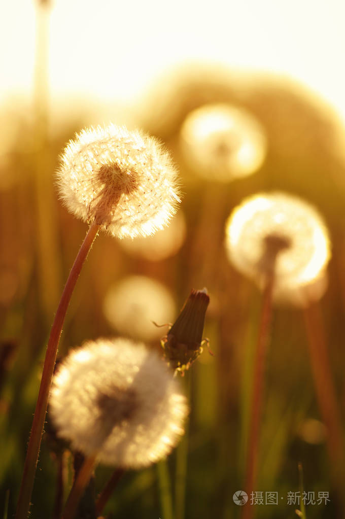 在阳光下的蒲公英照片-正版商用图片0o86c5-摄图新视界