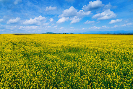 领域的明亮黄色油菜花的春天图片