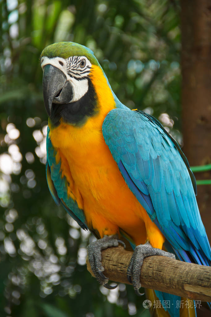 macore鸟鹦鹉在分支