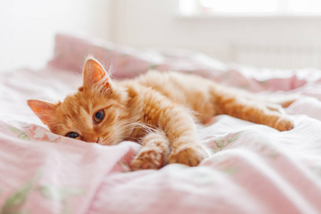 小猫睡在猫床上图片