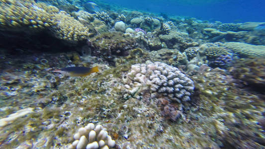 水下珊瑚礁在红海
