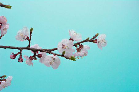 樱花在4月开始绽放