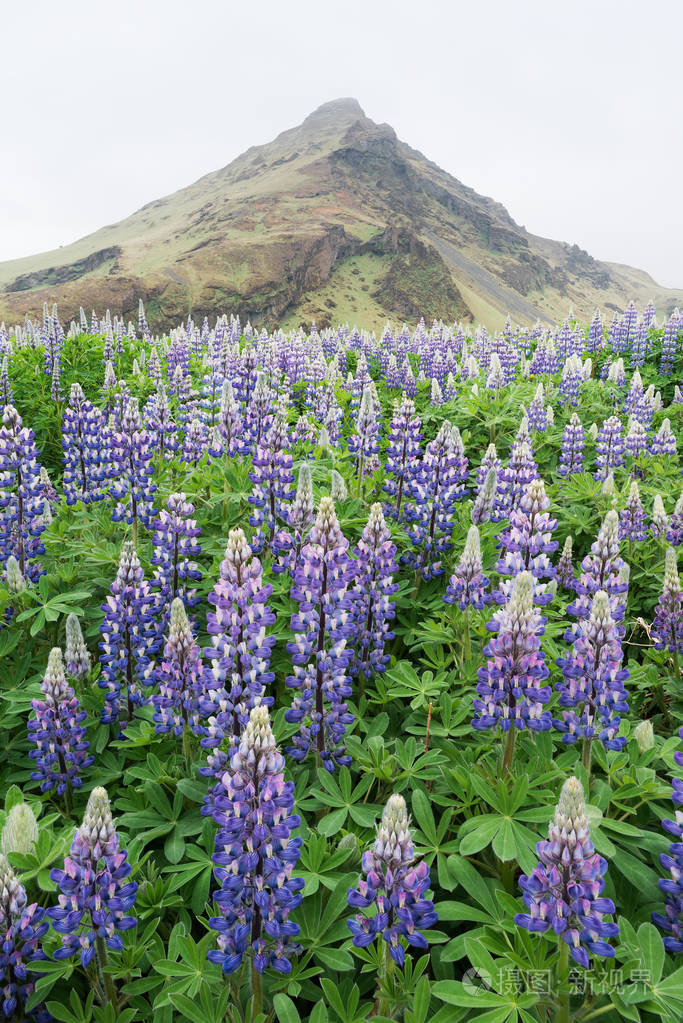 羽扇豆在冰岛的草地上的花