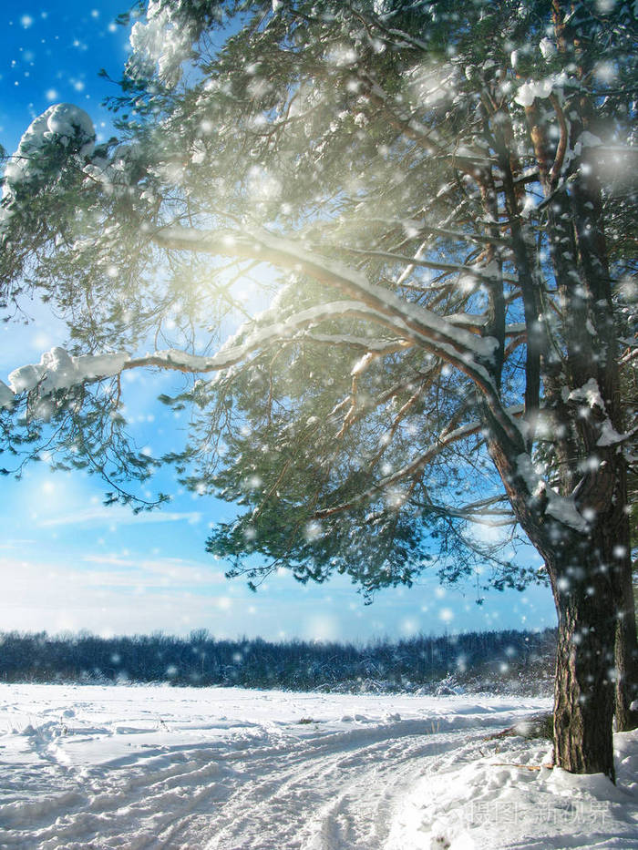 雪霜与阳光光束冬季风景林