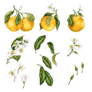 柚子花图片 柚子花素材 柚子花插画 摄图新视界