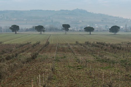 意大利乡村景观 以丘陵为背景的树木系列