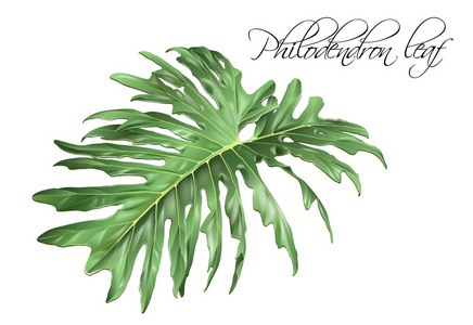 Philadendron 叶子例证