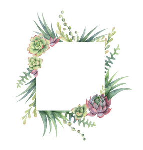 肉质植物背景白色背景下仙人掌和肉质植物的水彩框架照片