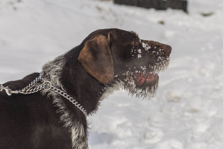 德国 Wirehaired 指针。德语 Drahthaar, 格里芬。一只狗在雪地里玩耍。