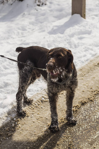 德国 Wirehaired 指针。德语 Drahthaar, 格里芬。一只狗在雪地里玩耍。