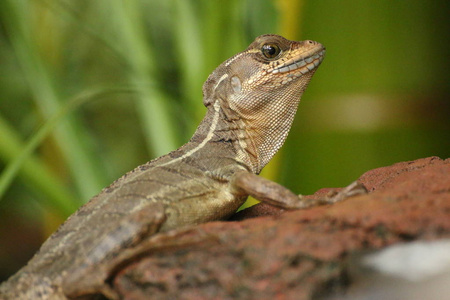 棕色小蛇怪蜥蜴 basiliscus vittatus 在岩石, 哥斯达黎加