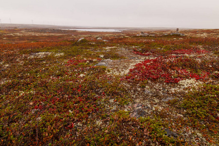 西北秋季俄罗斯的科拉半岛, 秋季/苔原照片