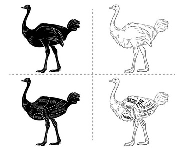 鸵鸟肉图片