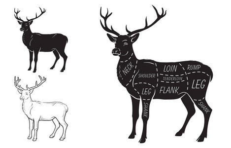 鹿肉削减与元素和名字。白色背景上的孤立黑色。肉店