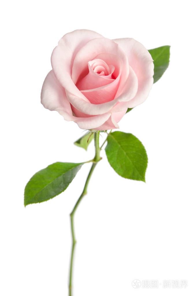 孤立在白色背景上的单个粉红玫瑰