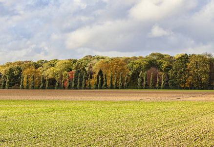 平原秋天的风景与森林在距离。位置 Beauce法国中部主要农业地区