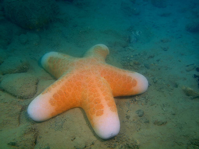 海星，菲律宾吕宋岛，阿尼洛